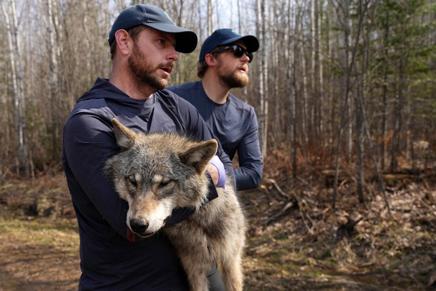 Voyageurs Wolf Project lead Tom Gable and field biologist Austin Homkes carry a sedated male yearling wolf, O6C, from the Half-Moon pack to be fitted with a GPS collar Wednesday, May 10, 2023 near Voyageurs National Park in Kabetogama, Minn. Wolf O6C was fishing for food a week after the team collared him and in the same spot as a collared sibling was fishing, indicating the two wolves were fishing together.