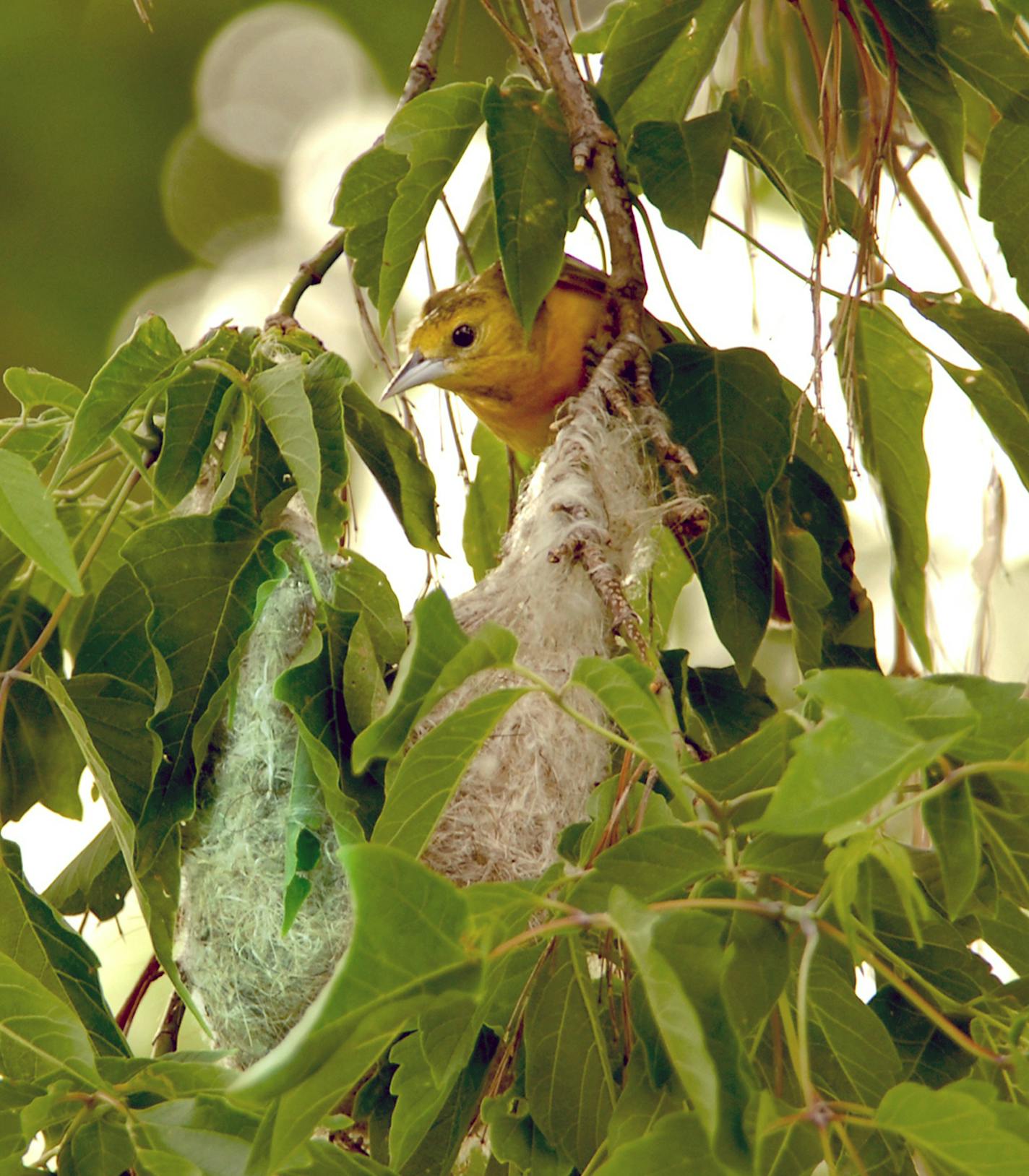 A female Baltimore oriole surveys the hanging nest she&#xed;s just completed. Jim Williams, special to the Star Tribune