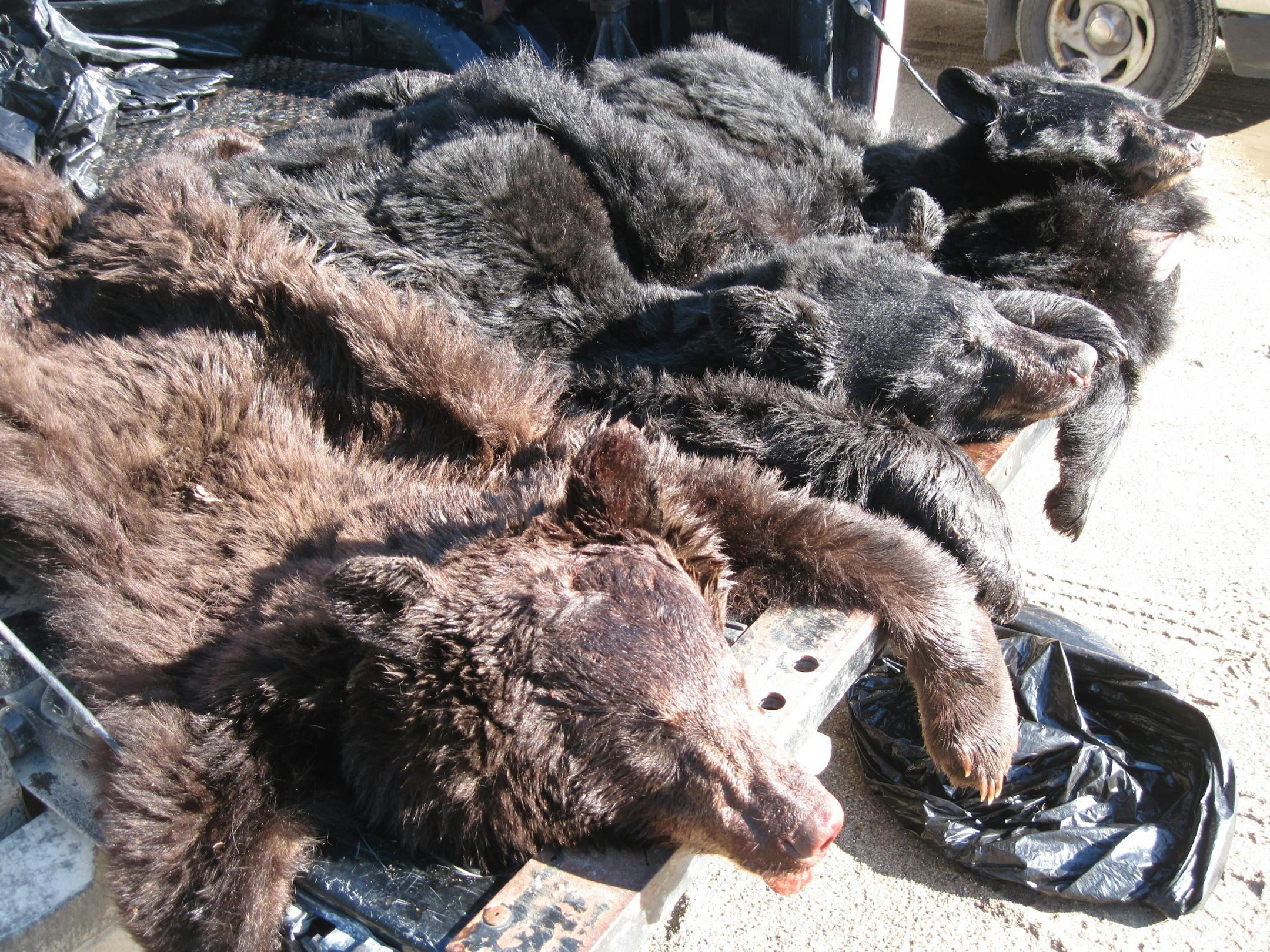 Evidence in the case of a bear guide accused of illegal hunting activities.