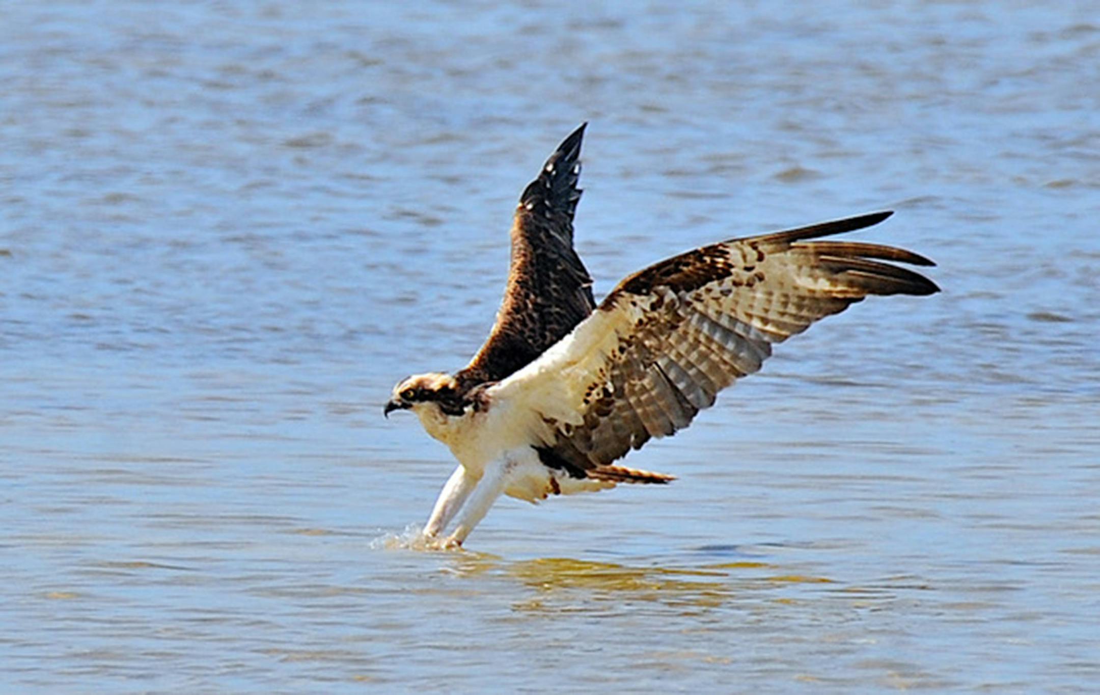 Osprey touches water