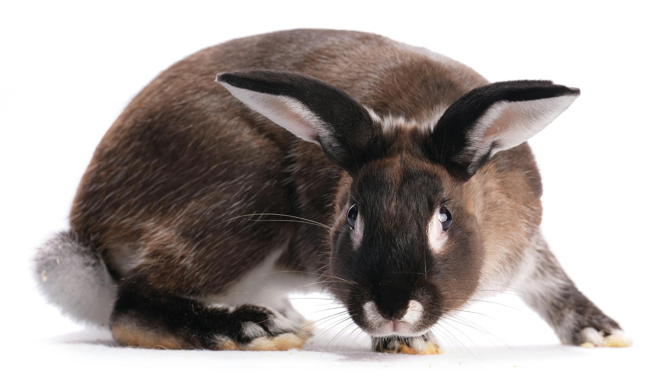 A silver marten rabbit shown by Erik Bengtson of Canton, Minn.