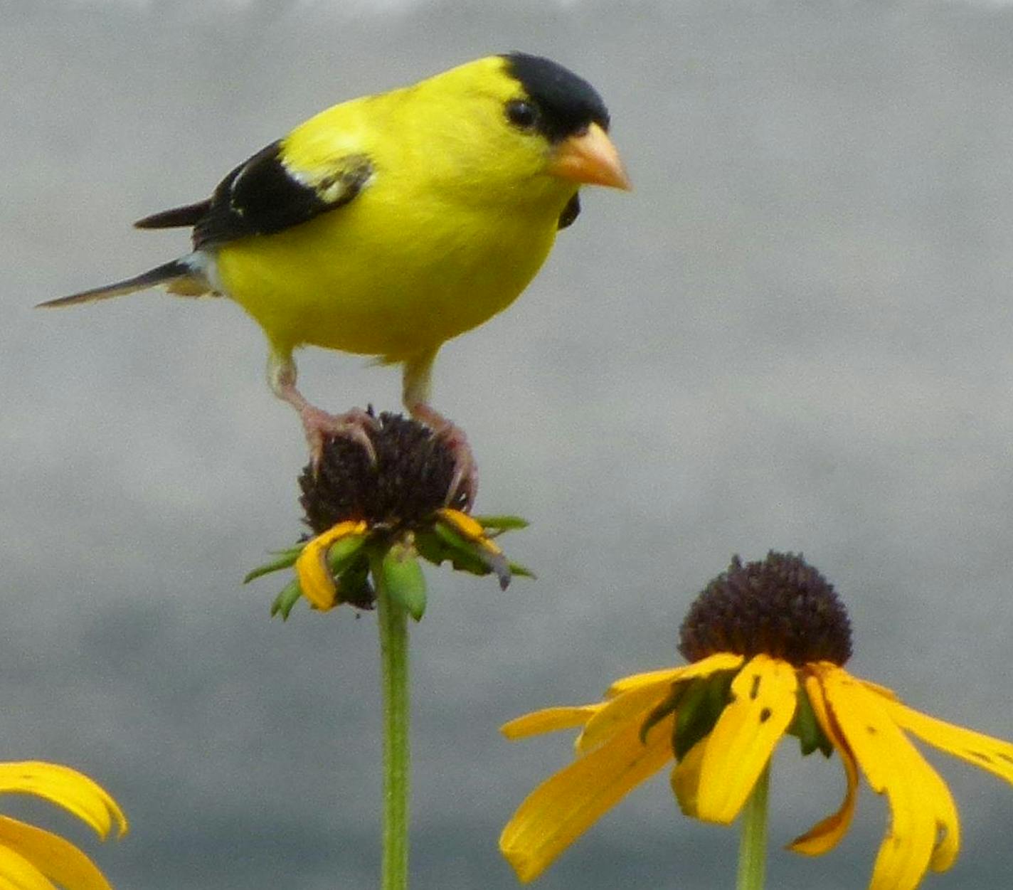 Goldfinches are big fans of seeds, and they more easily recognize those offered by native plants.
special to the star tribune: Jim Martin