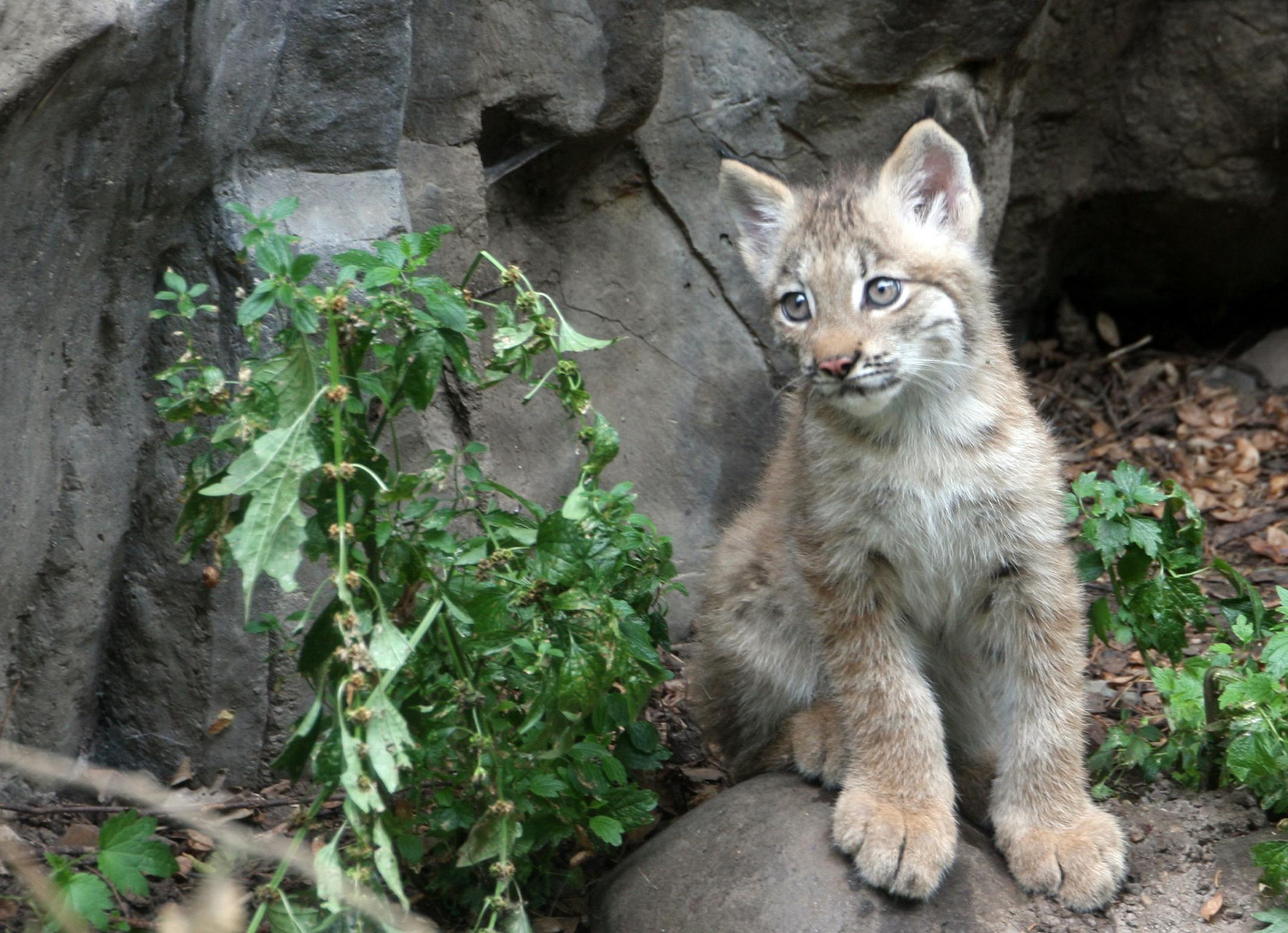 The Minnesota Zoo welcomed a new Canada lynx kitten on the Minnesota Trail exhibit. The male lynx was born on May 11, 2012.