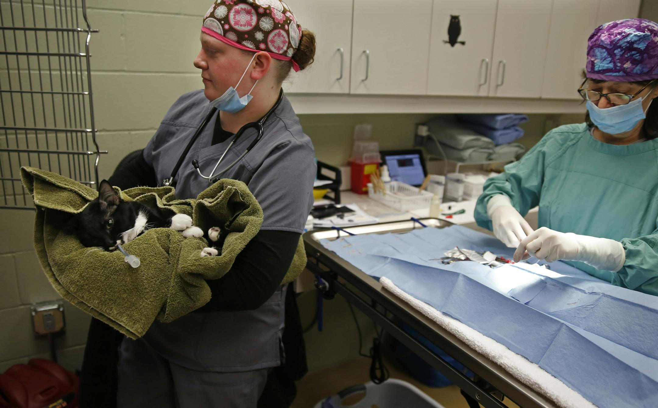 At the Minneapolis Animal Care Building, vet technician Erin Richards put Kitty in a kennel after her procedure while veterinarian Kim Culbertson of Savings Lives Through Spay and Neuter(SNAP) was spaying and neutering a total of 15 cats on the docket today.rtsong-taatarii@startribune.com