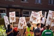 About 100 people picketed and marched in support of University of Minnesota workers represented by Teamsters Local 320 on move-in day in August outsid