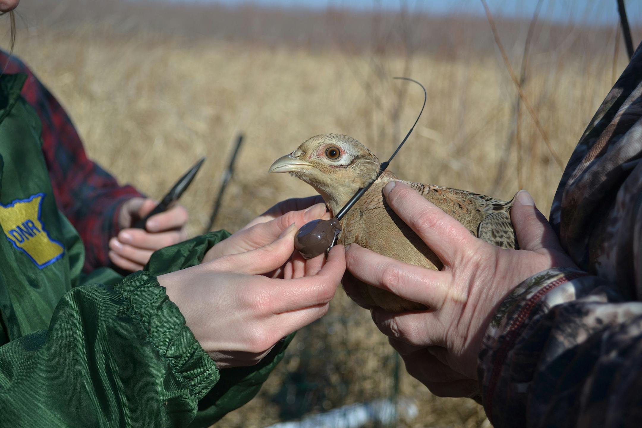 A hen pheasant is fitted with a radio collar by DNR researchers, allowing the bird's movements to be tracked this spring as it nests and attempts to rear a brood of chicks.