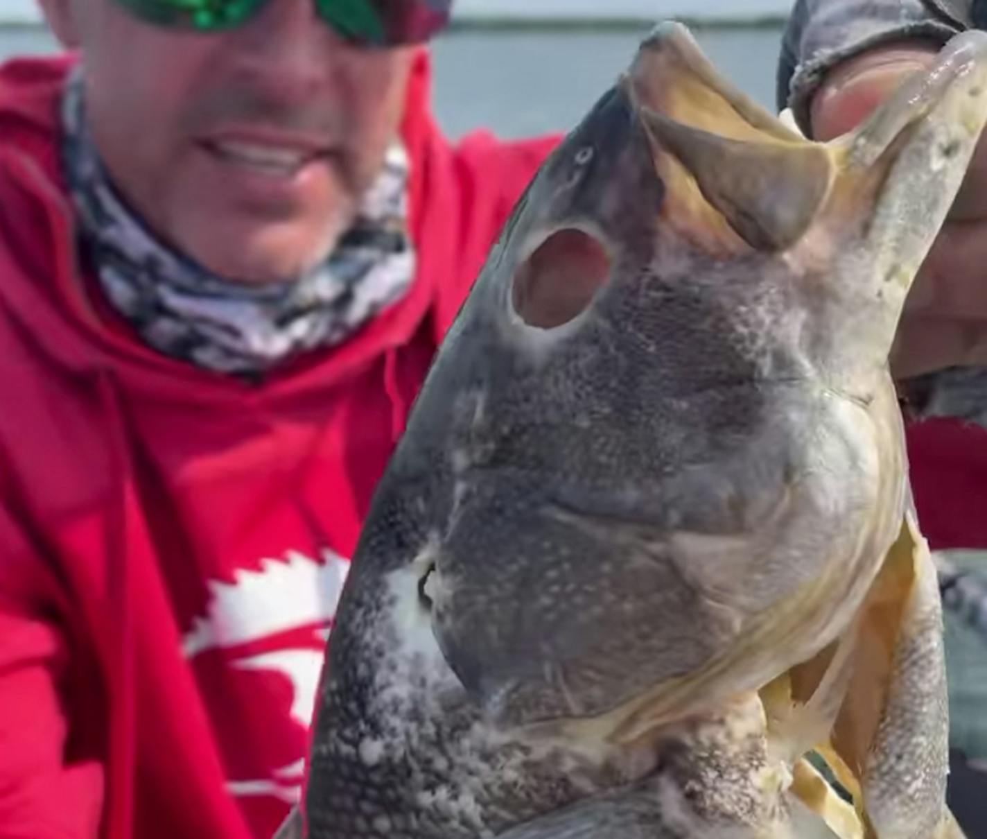 Fishing guide Jason Dudek pulls an 18-inch small mouth bass with what appears to be knife wounds out of Green Lake. The DNR believes those wounds may have been caused by a rare virus, while anglers worry someone is intentionally killing the fish.