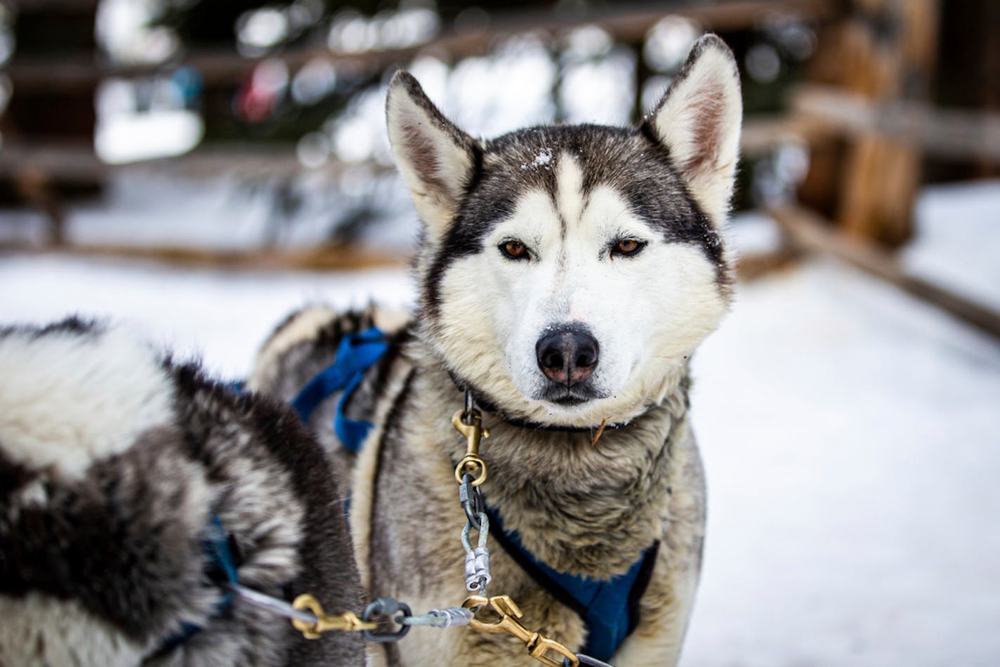 The sled dogs of Good Times Adventures in Breckenridge, Colo., waited to run the trails off Tiger Road on Thursday, Jan. 16, 2020.