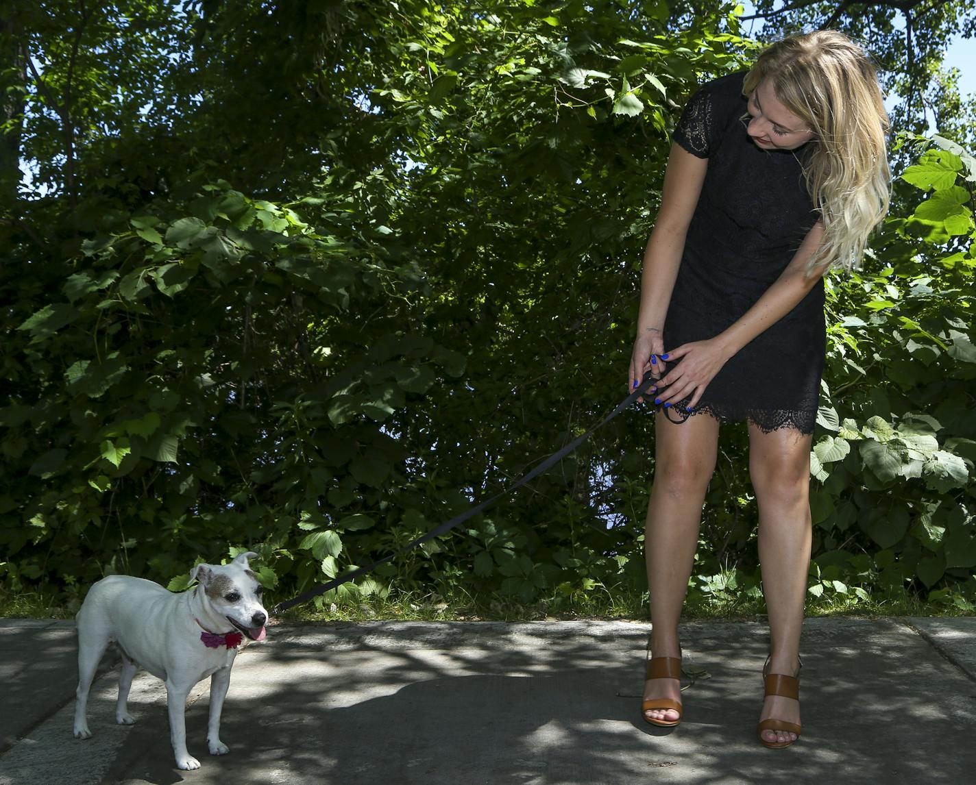 Taylor Budensiek tries to get Tabitha's attention while walking through Gateway Park. Budensiek feels that the North Loop area is dog-friendly and provides ample locations for owners to walk their dogs. ] Timothy Nwachukwu &#x2022; timothy.nwachukwu@startribune.com Taylor Budensiek takes her nine-year-old Jack Russel tarrier, Tabitha, for a walk through her North Loop neighborhood on Tuesday, July 12, 2016. Budensiek has provided hospice care for Tabitha, who has cancer, since November 2015.