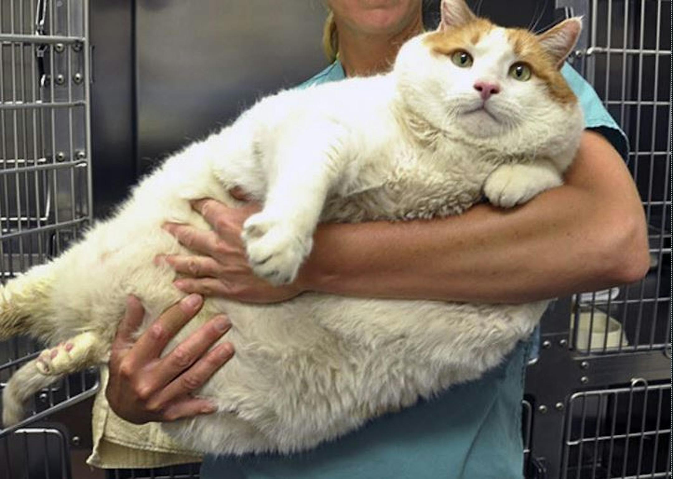 Minnesota's cats and dogs are the most obese in the nation, according to a new report.