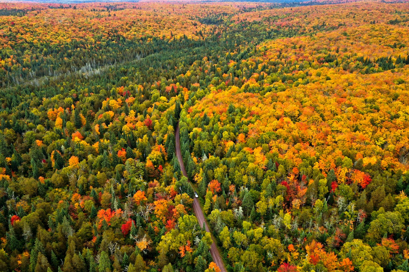 Northern Minnesota is the first to turn each fall and the mix of colors make for a spectacular show. The aspen, pine, maple and birch create a kaleidoscope of color that attract leaf watchers to travel backroads and fill hotel rooms and campgrounds on the north shore. Here, Maple ridges light up the forest near Lutsen.  ]