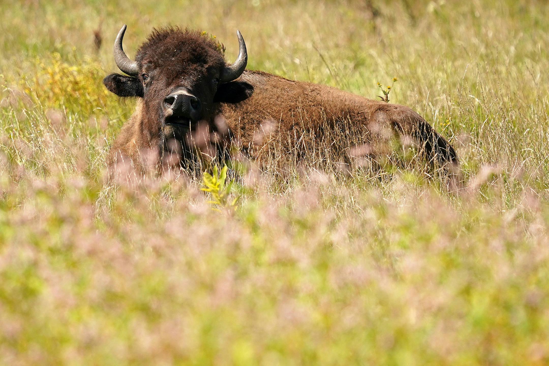 A bison among the prairie grasses Thursday at Minneopa State Park in Mankato.