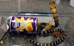 FILE - This undated photo provided by U.S. Fish and Wildlife shows a king cobra snake hidden in a potato chip can that was found in the mail in Los An