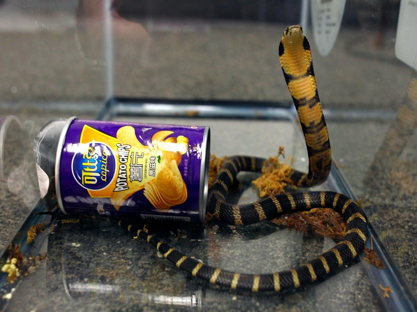 FILE - This undated photo provided by U.S. Fish and Wildlife shows a king cobra snake hidden in a potato chip can that was found in the mail in Los Angeles. More than one in five species of reptiles worldwide, including the king cobra, are threatened with extinction, according to a comprehensive new assessment of thousands of species published Wednesday, April 27, 2022, in the journal Nature. (U.S. Fish and Wildlife via AP, File)