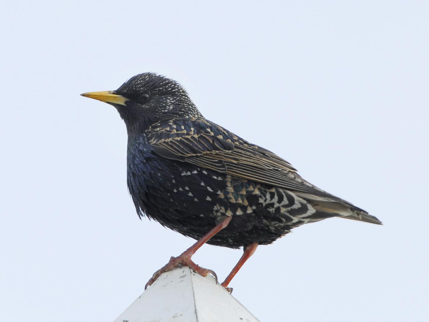 Starling credit: Jim Williams