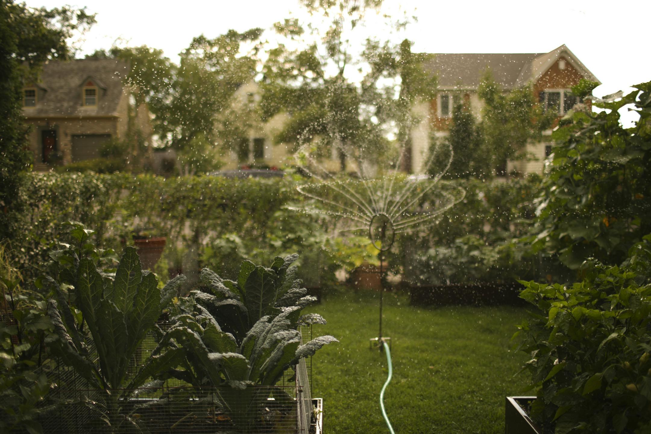 A sprinkler whirled last August to water the vegetables, fruits and herbs growing in Joyce Johannson’s and Brian MacDonald’s front yard in Linden Hills.