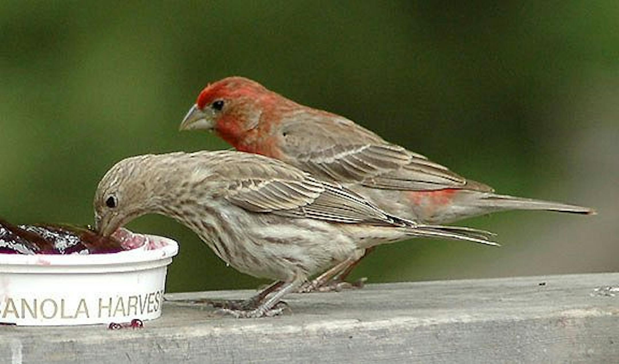 House finch pair
