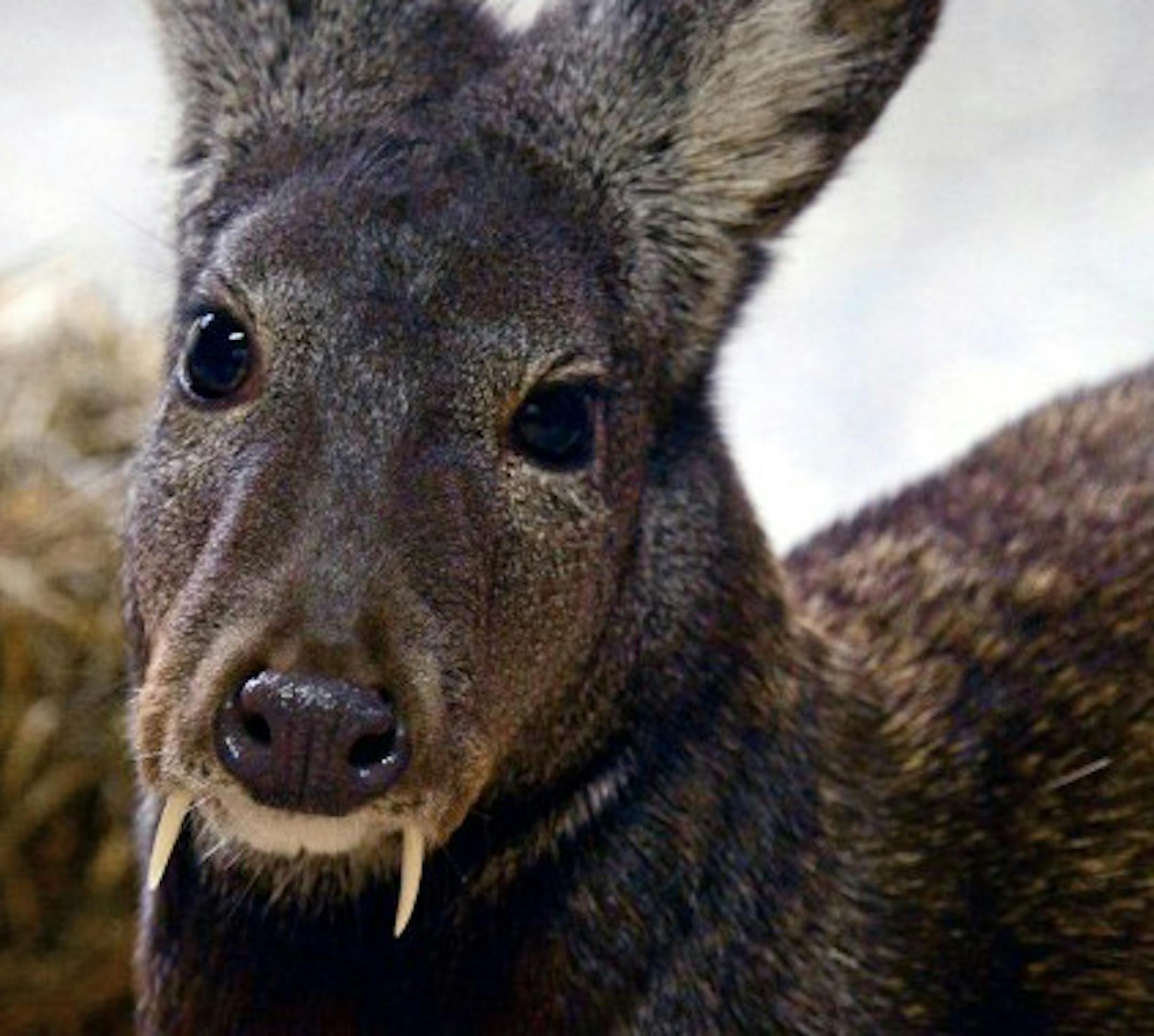 The unusual fangs of a musk deer are used by males during the breeding season. A recent WCS study found a population of Kashmir musk deer living in Afghanistan. Photo shows a Siberian musk deer -- one of seven similar species found in Asia. Illustrates DEER (category i), by Rachel Feltman (c) 2014, The Washington Post. Moved Monday, Nov. 3, 2014. (MUST CREDIT: Julie Larsen Maher, Wildlife Conservation Society.)