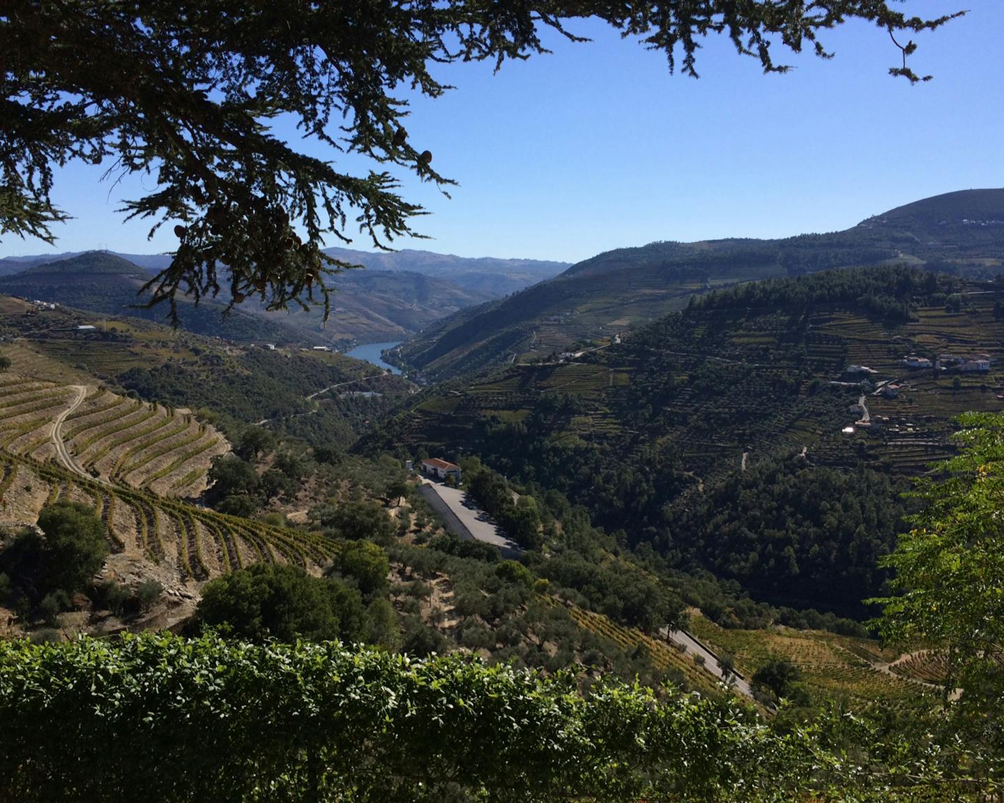 Bill Ward, Special to the Star Tribune The phrase "grapes like to grow in beautiful places" is especially true than in Portugal's Douro River valley, where the steep, often terraced slopes have provided the grapes that go into Port wines for centuries.