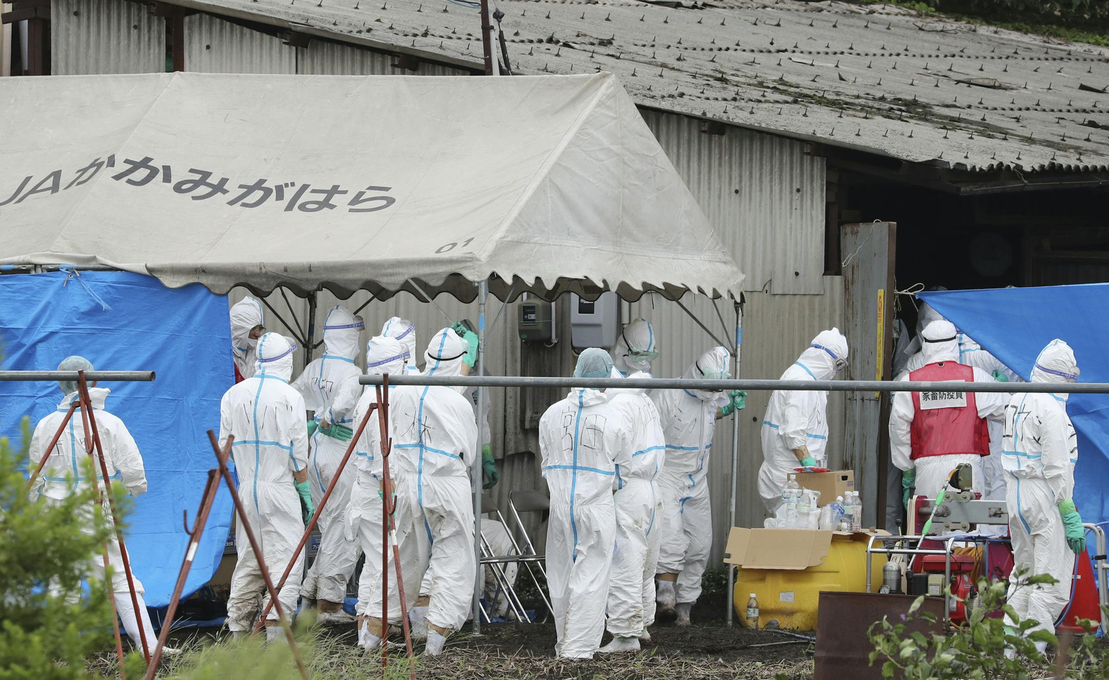 Prefectural animal health inspectors and others gather at a pig farm in Gifu City, Gifu Prefecture on Sep.9, 2018. Prefecture announced on the same day that the Swine fever had broken out in Gifu City. It is the first confirm of Swine fever since 1992 in Japan. Prefecture is going to kill all 610 pigs of the pig farm till next day morning and bury them inside the farm.( The Yomiuri Shimbun via AP Images ) ORG XMIT: YOMIU