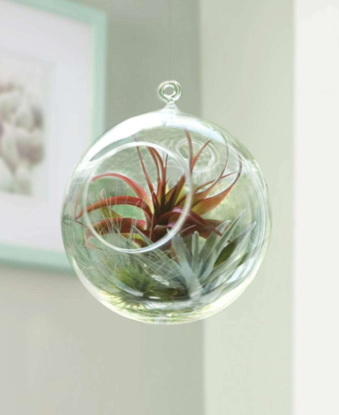 The glass globe tillandsia terrarium is an attractive living arrangement for a kitchen, covered porch or anywhere there is indirect light. It can even be hung as an ornament on a Christmas tree and then placed elsewhere for year-round enjoyment.