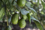 Avocados growing in Zitacuaro, Mexico, Oct. 17, 2016. Spurred by rising demand for avocados, farmers in the Mexican state that hosts the annual monarc