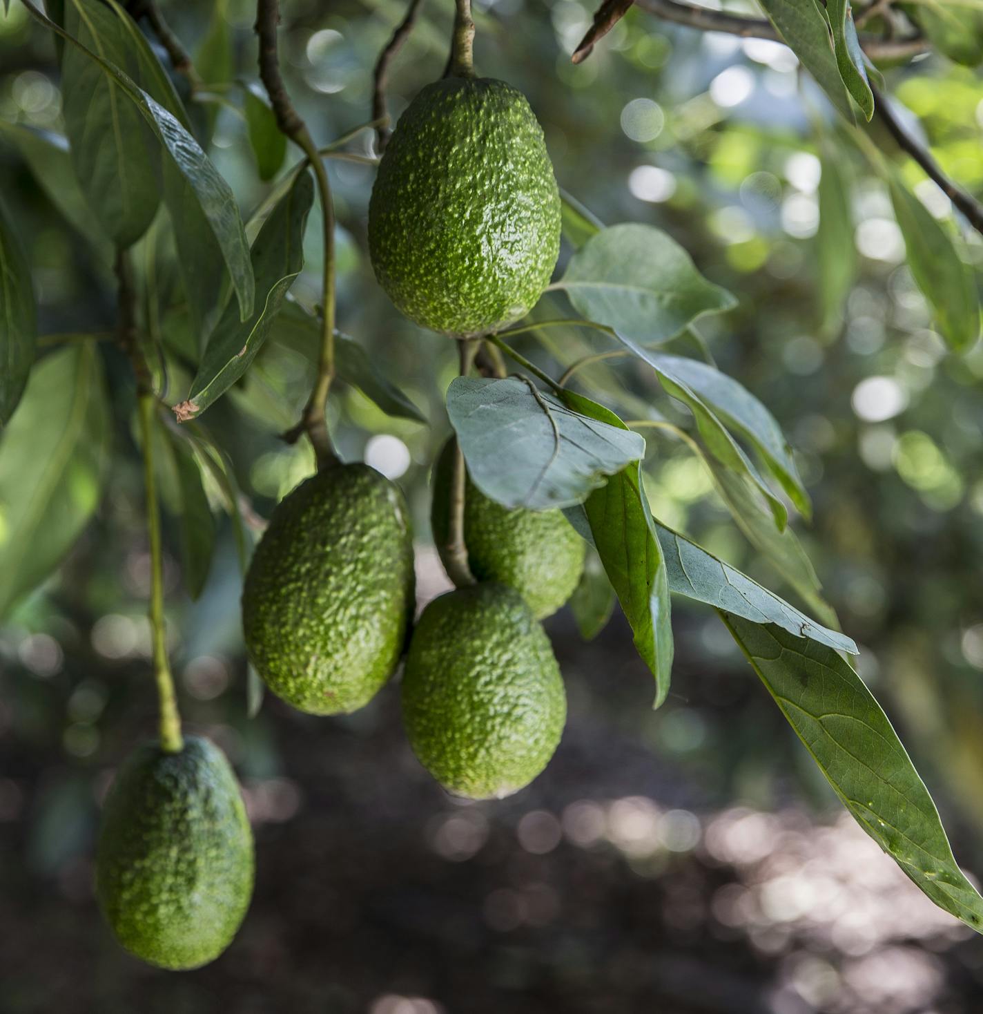 Avocados growing in Zitacuaro, Mexico, Oct. 17, 2016. Spurred by rising demand for avocados, farmers in the Mexican state that hosts the annual monarch butterfly migration are replacing a vital forest habitat with orchards. (Adriana Zehbrauskas/The New York Times) ORG XMIT: XNYT48