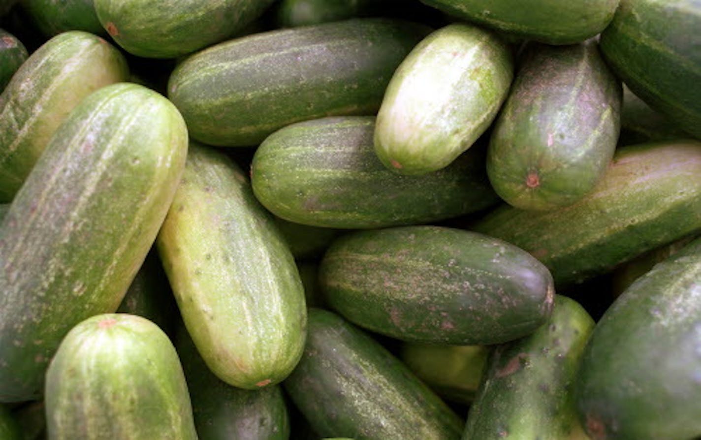 (KRT10) KRT FOOD STORY SLUGGED: PICKLES KRT PHOTOGRAPH BY NOLAN WELLS/DETROIT FREE PRESS (July 31) These cucumbers will one day top a burger or find their way into relish. Pickling cucumbers don't become pickles until they're preserved with salt, vinegar and spices. (DE) AP PL KD 2000 (Horiz) (lde) (Additional photos available on KRT Direct, KRT/PressLink or upon request)