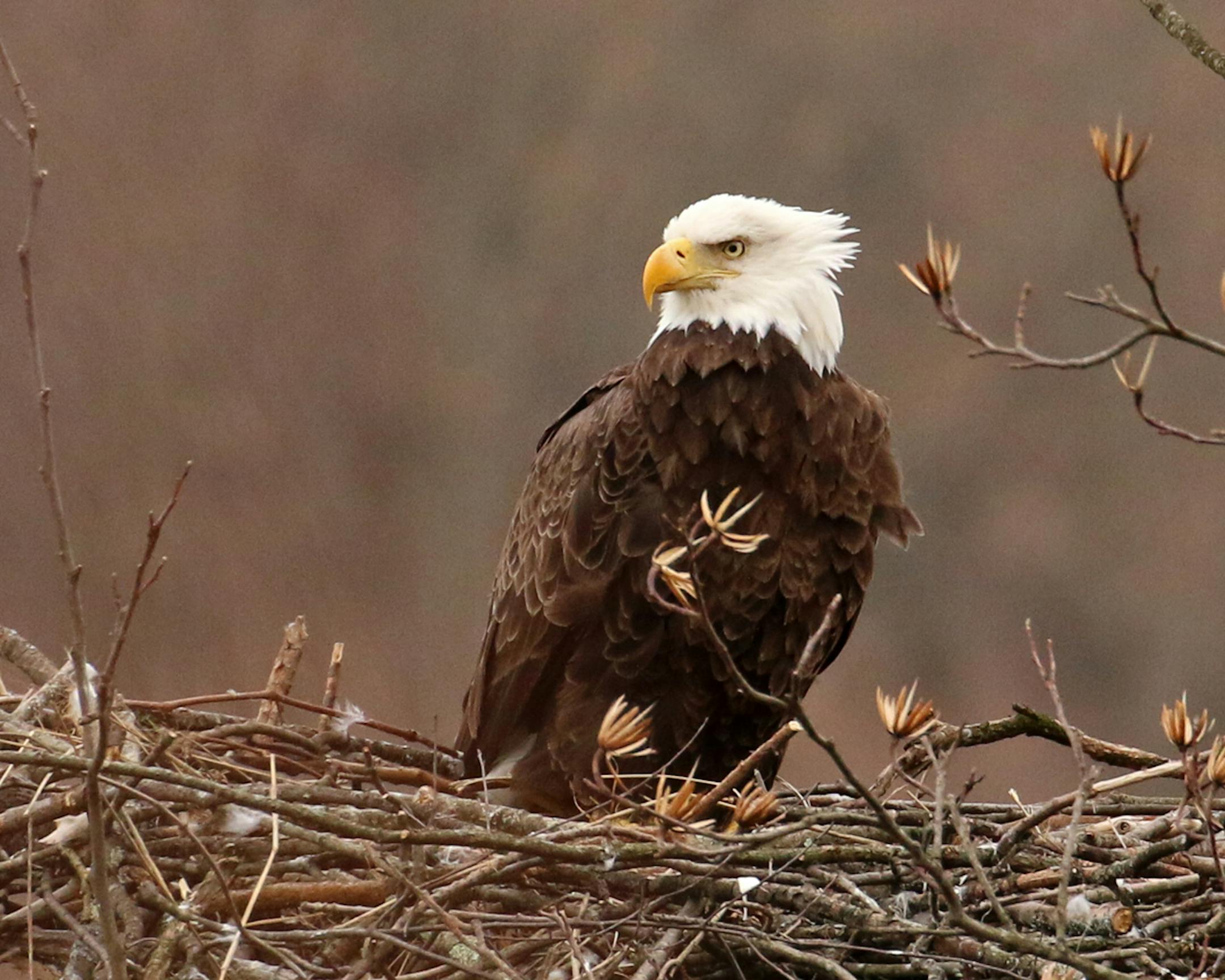 Photo by Phyllis Terchanik ONE-TIME USE ONLY WITH VAL's Column. The mother eagle settles in to keep their chick warm.
