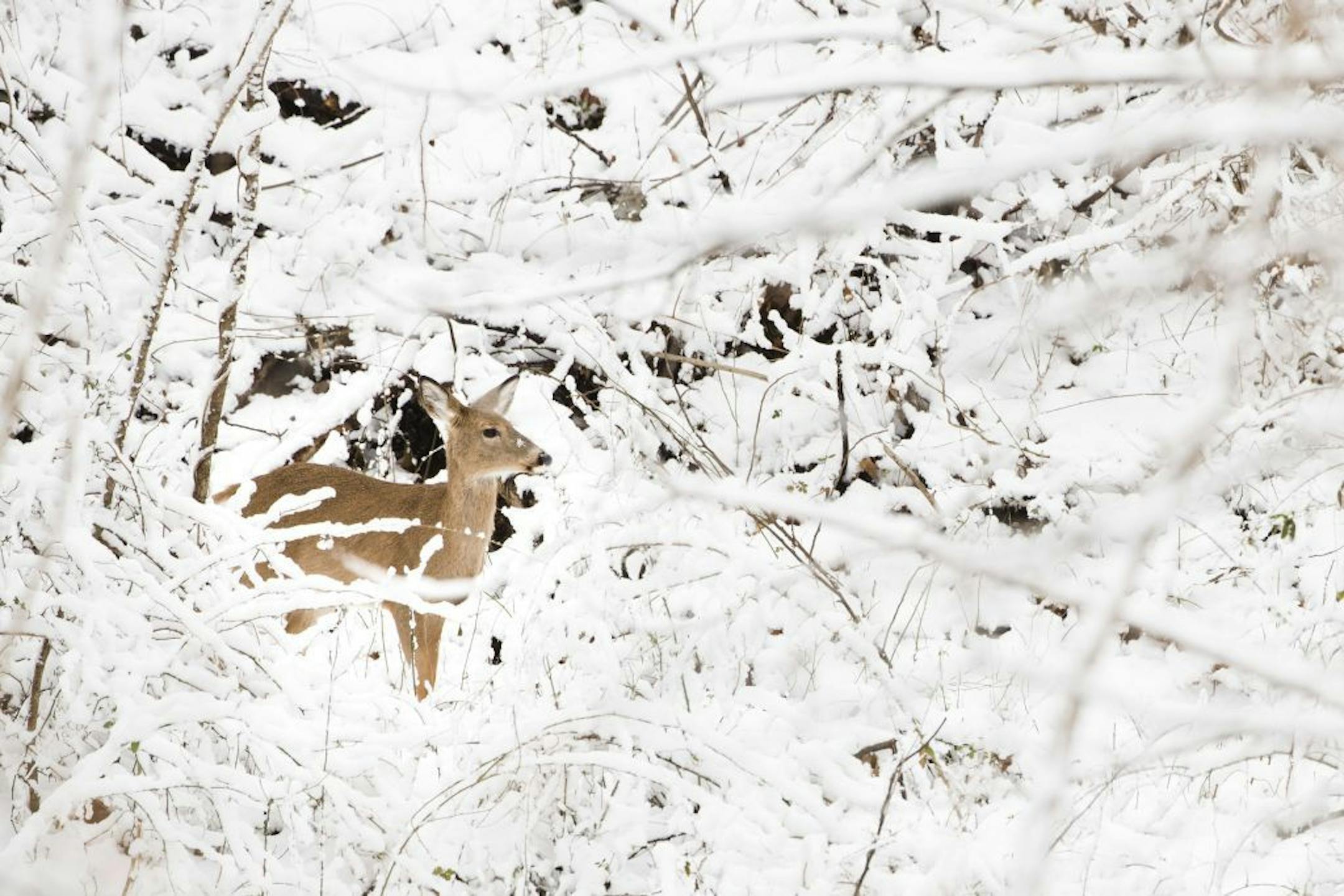 A deer stand on a hill newly covered in snow at the Wissahickon Valley Park in Philadelphia, Thursday, Feb. 9, 2017.
