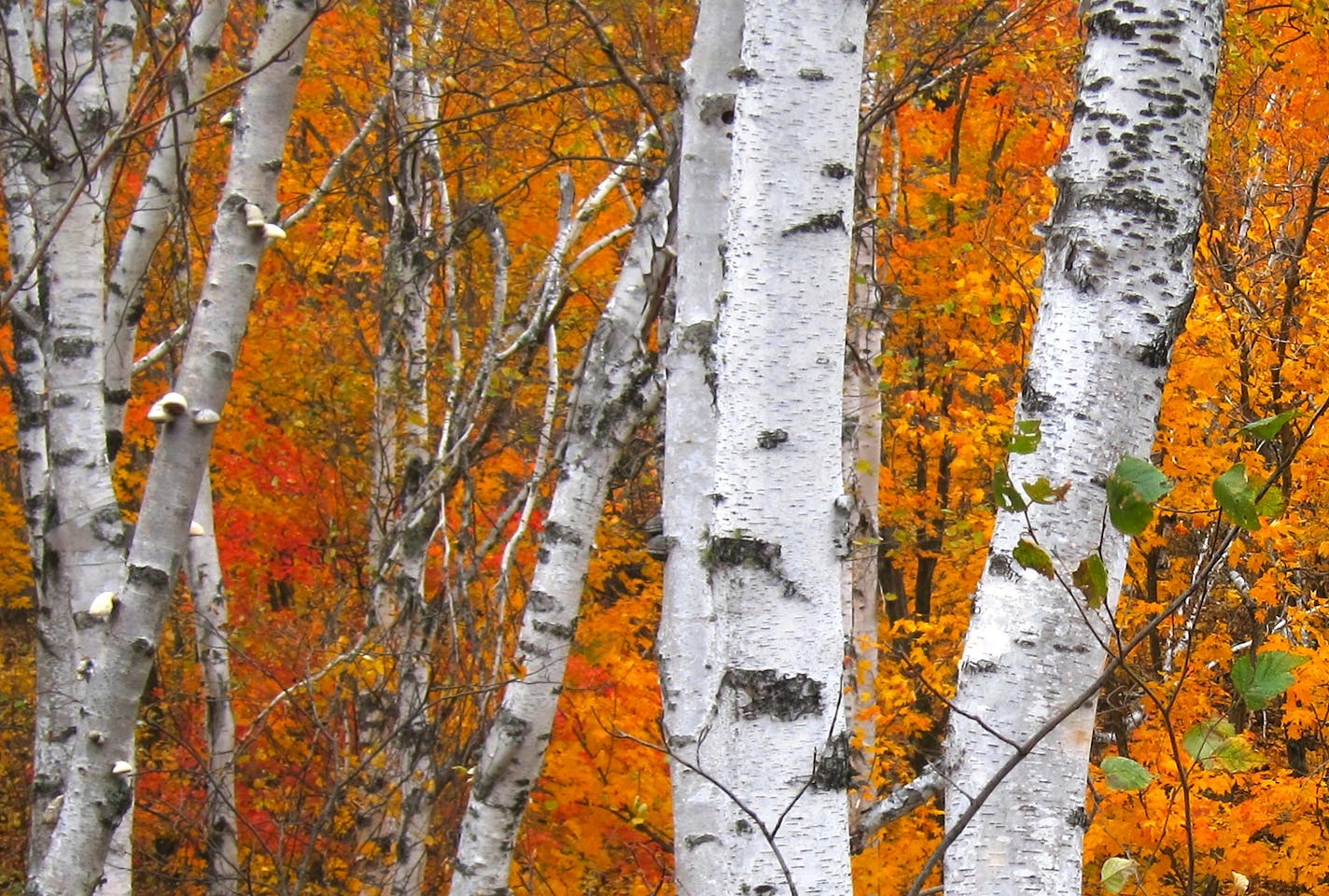 Birch trees.