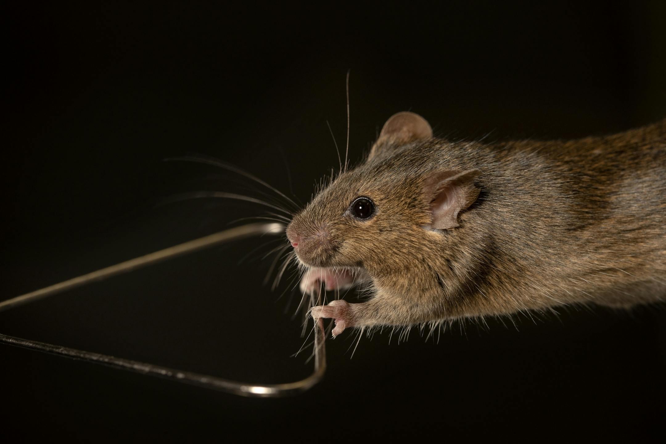 A mouse undergoes strength testing at the Mayo Clinic.