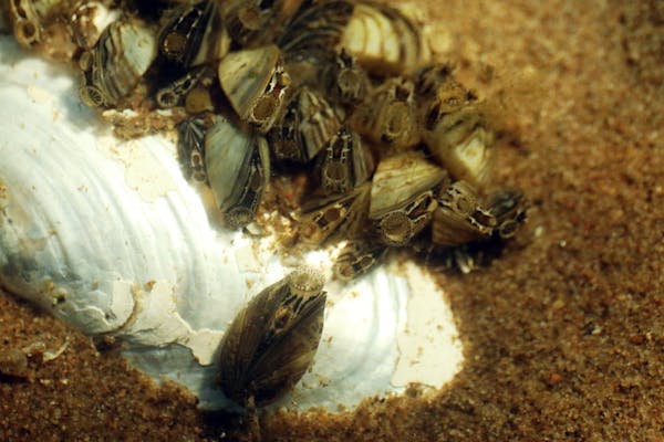 FILE -- In White Bear Lake on the other side of the metro area, a cluster of zebra mussels covered a native mussel.