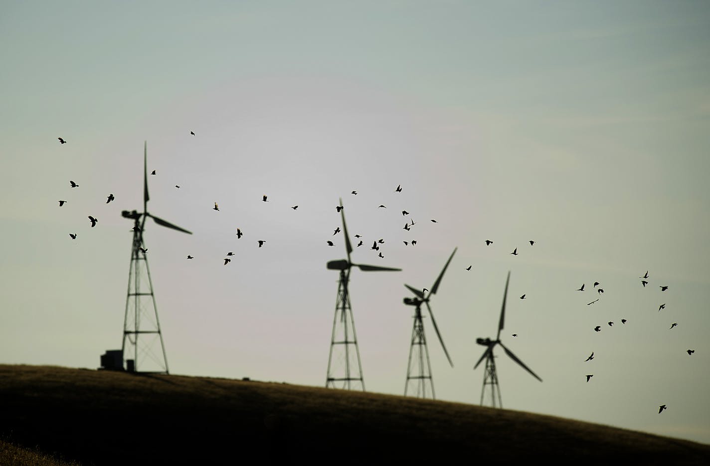 A flock of birds passes windmills in the Altamont Pass near Livermore, Calif., on Sunday, May 12, 2013. Critics say that wind farms, a cornerstone of President Barack Obama's energy plan, kill thousands of birds every year. (AP Photo/Noah Berger) ORG XMIT: CANB101