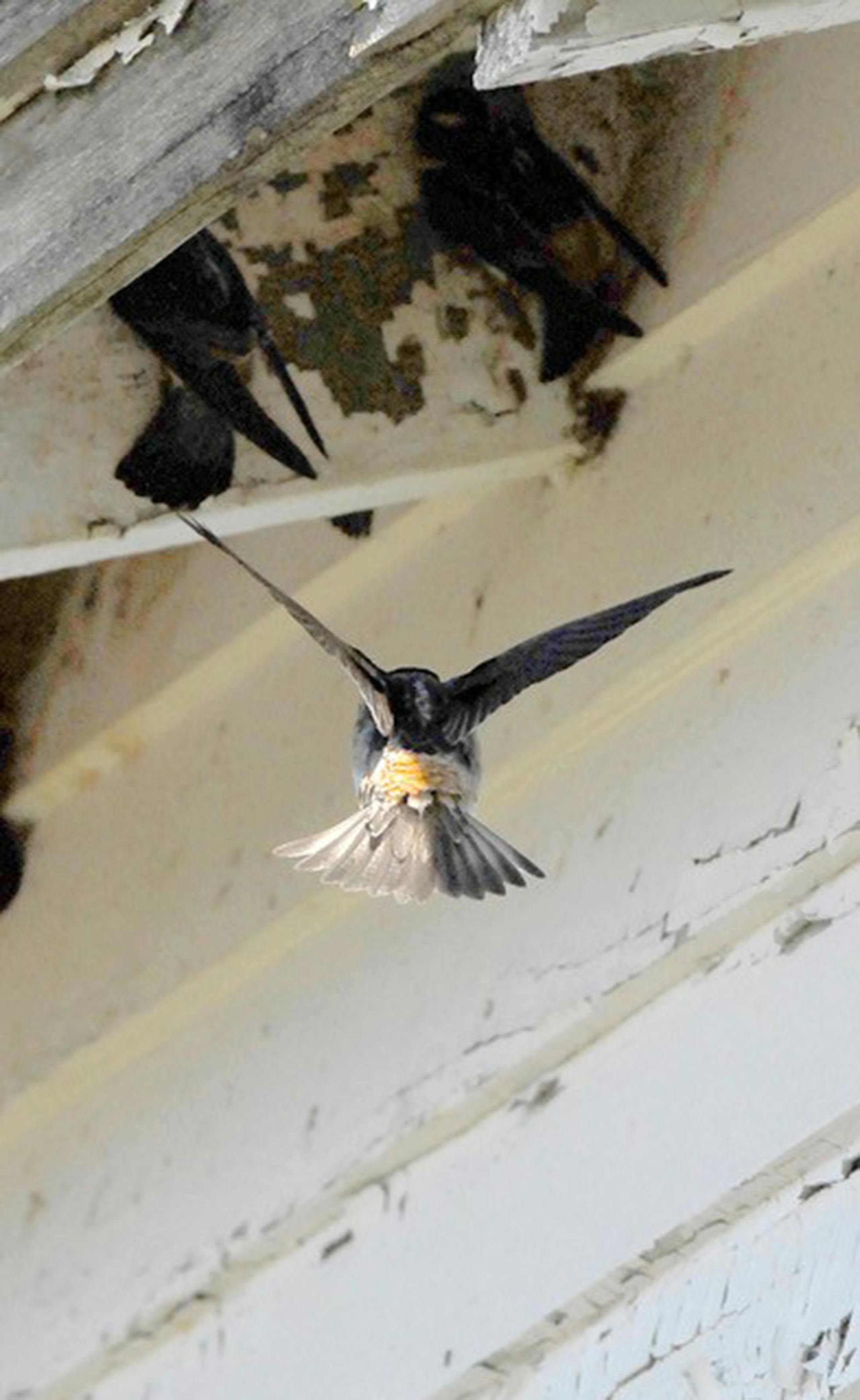 A cliff swallow flies up under the eave on a building where other swallows are already perched.