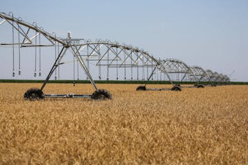 Hoses hung from an irrigation system in a wheat field during the summer 2021 harvest on a farm in Tersky village, near Stavropol, Russia.