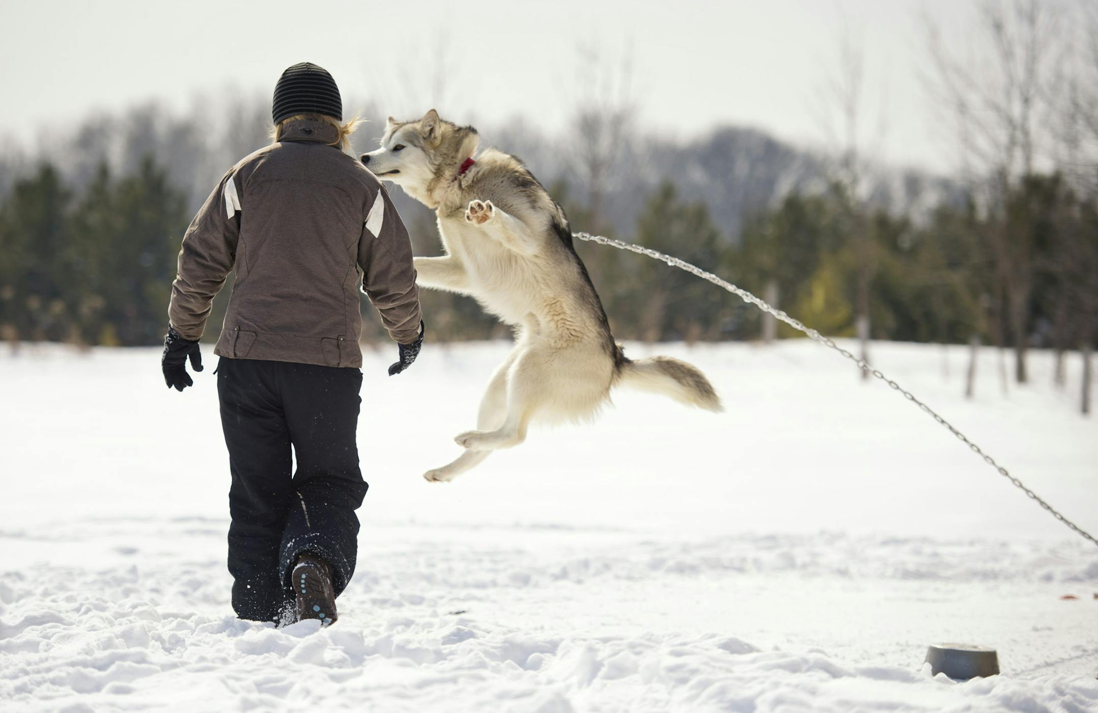 One of Ashley's dogs jumped out of excitement to go out for some training in front of a sled. Ashley Thaemert took her mushing team out for a run. The 17-year-old Forest Lake High School student is one of few women and fewer younger women in the sport. Friday, March 8, 2013. ] GLEN STUBBE * gstubbe@startribune.com