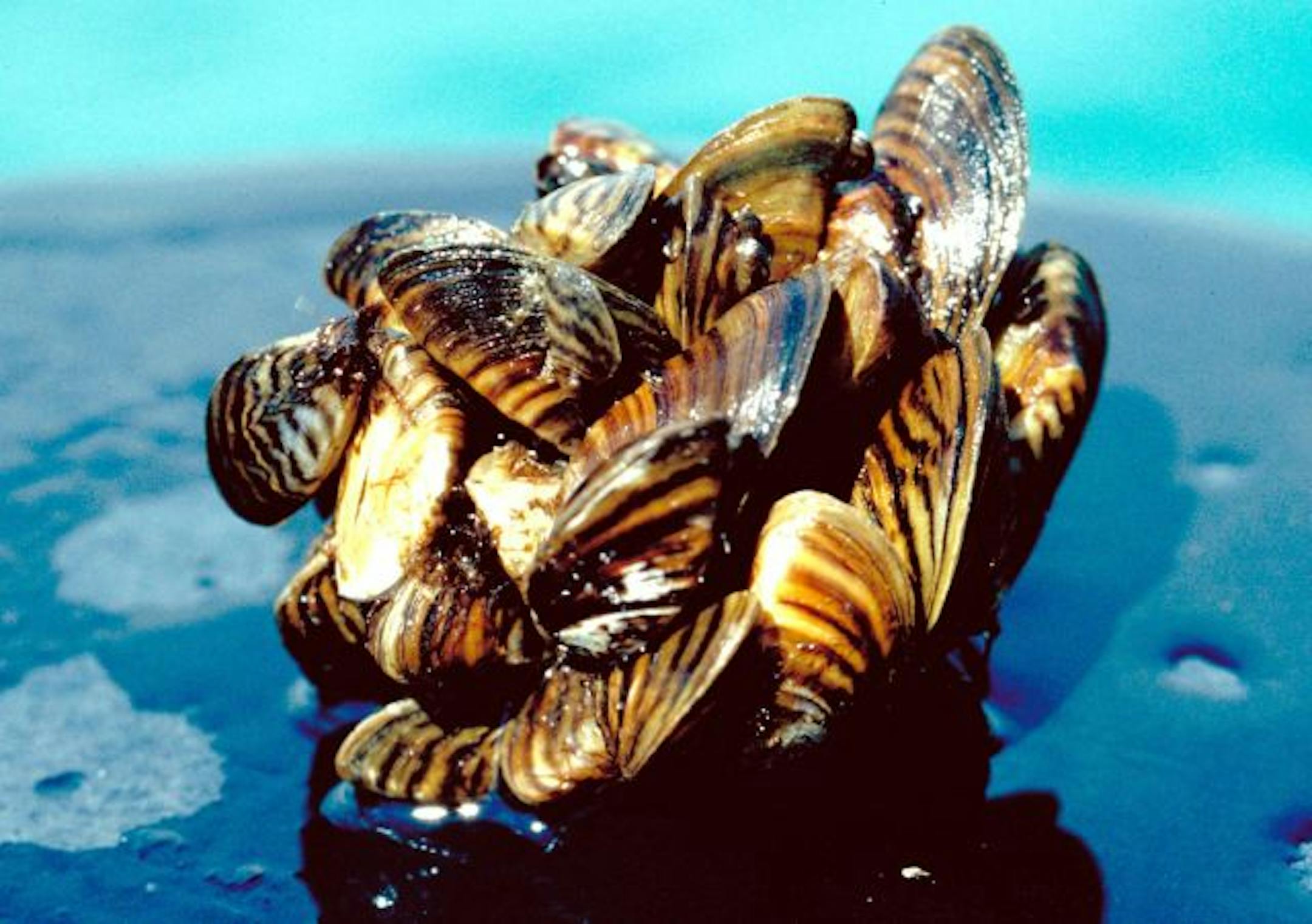 Zebra mussels