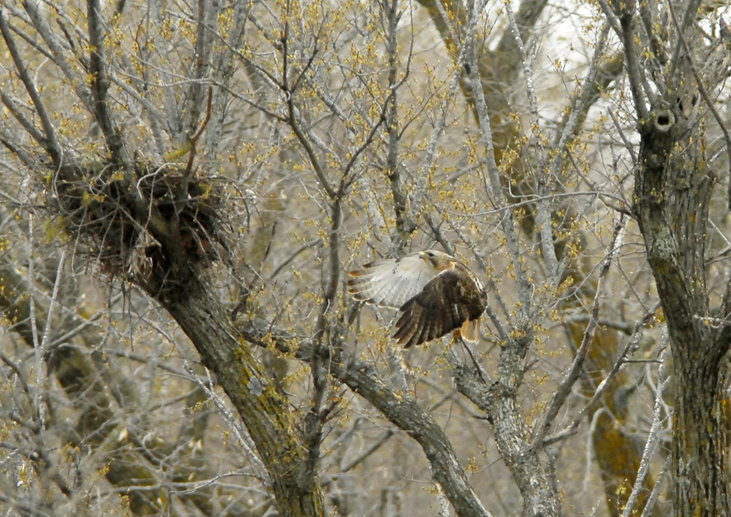 2. A hawk, not one of the St. Paul pair, arrives at its nest. Jim Williams, special to the Star Tribune