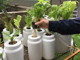 Edina author and Master Gardener Larry Cipolla is an advocate for integrating hydroponic gardening, pictured, with traditional gardening in soil.