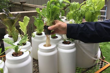 Edina author and Master Gardener Larry Cipolla is an advocate for integrating hydroponic gardening, pictured, with traditional gardening in soil.