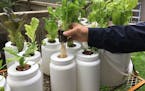 Edina author and Master Gardener Larry Cipolla is an advocate for integrating hydroponic gardening, pictured, with traditional gardening in soil.
