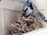 An adult blue jay at the nest with young nestlings.
