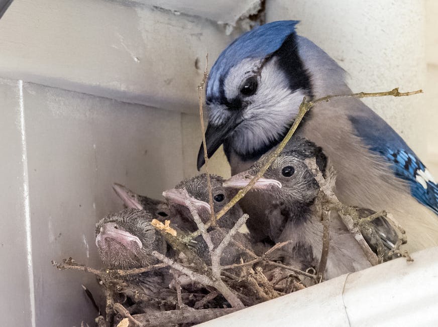 An adult blue jay at the nest with young nestlings.