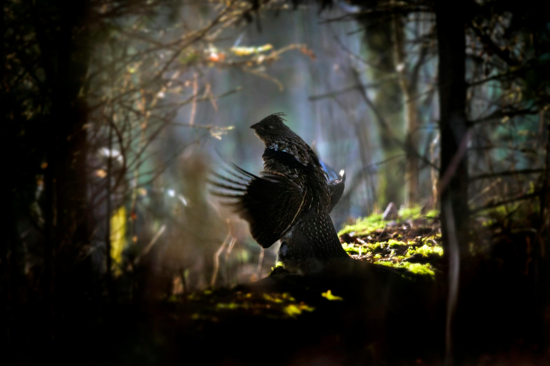 As leaves tumble from northern Minnesota trees, ruffed grouse hunters are experiencing increased success, according to reports filed by Department of Natural Resources conservation officers.