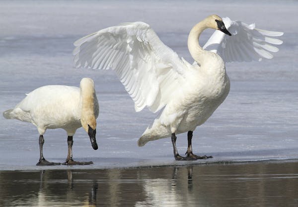 FILE - In this March 25, 2015, file photo, a pair of trumpeter swans stretch and preen on ice along a channel of open water at Westchester Lagoon in A