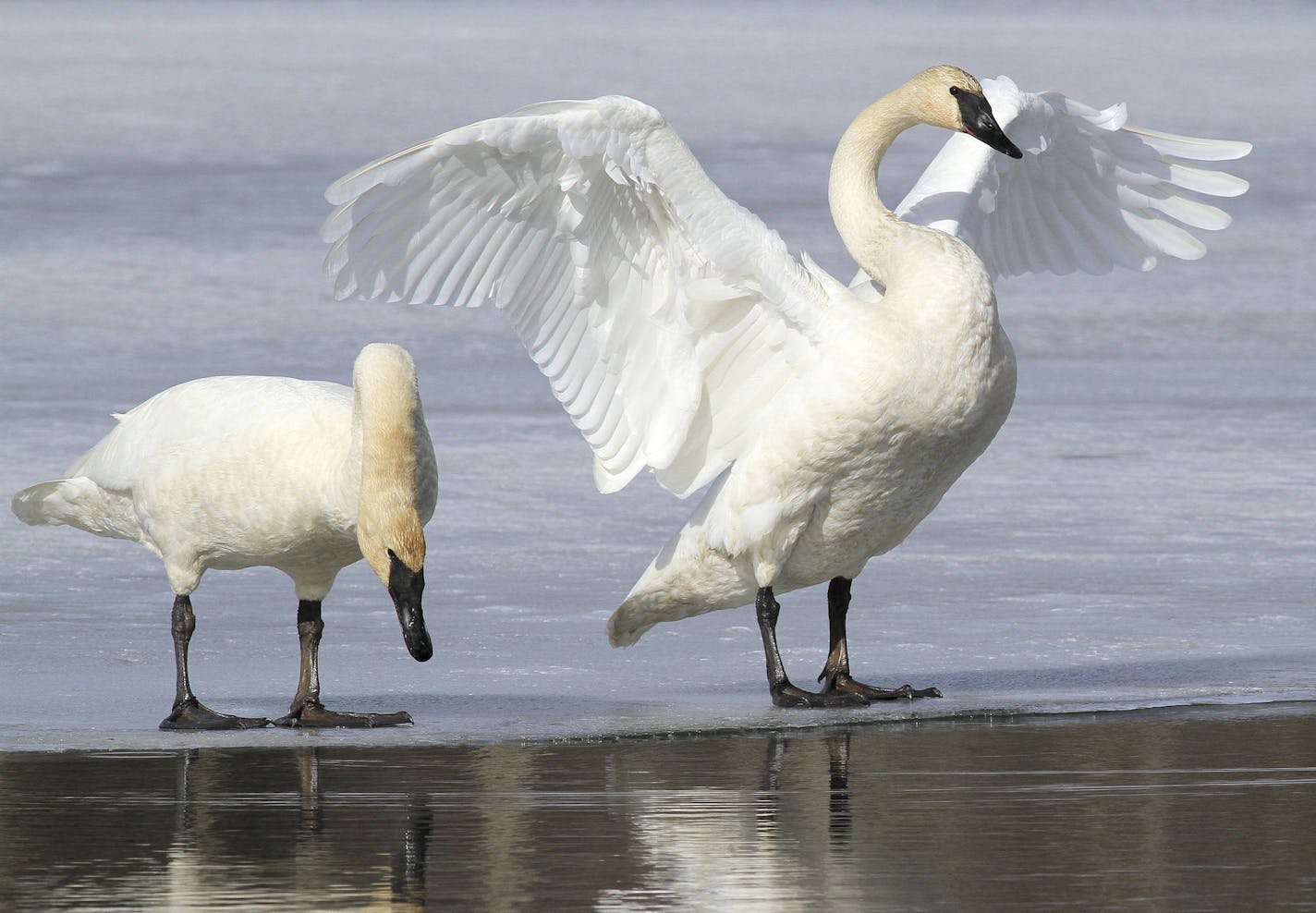 FILE - In this March 25, 2015, file photo, a pair of trumpeter swans stretch and preen on ice along a channel of open water at Westchester Lagoon in Anchorage, Alaska. No state currently has hunting seasons for trumpeter swans, which have made a comeback in recent decades thanks to efforts to reintroduce them. Now the U.S. Fish and Wildlife Service is working on a plan aimed at letting hunters shoot them legally in certain states that allow the hunting of tundra swans. (AP Photo/Dan Joling, File