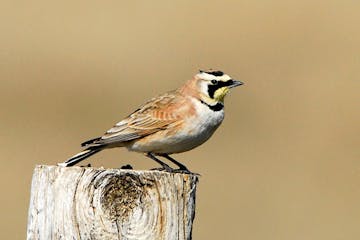 Spot horned larks as early as January. Photo by Jim Williams