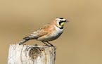 Spot horned larks as early as January. Photo by Jim Williams