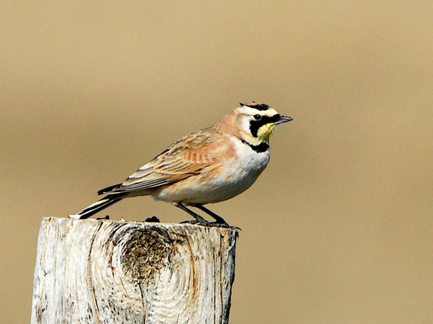 Spot horned larks as early as January. Photo by Jim Williams